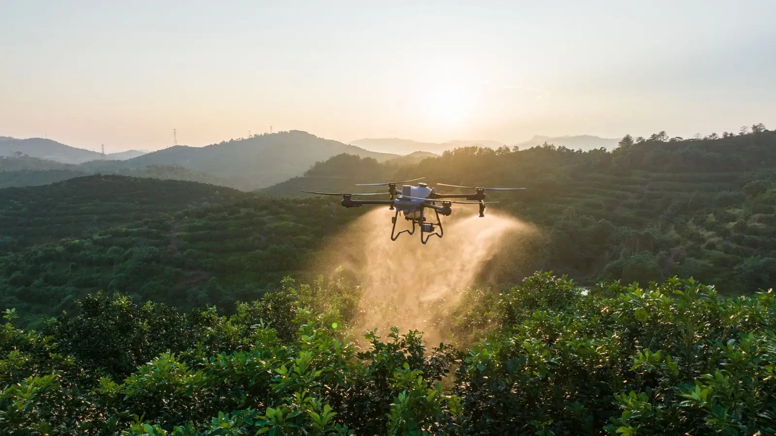 Drone agrícola pulverizando uma cultura frutífera ao amanhecer, com serras ao fundo